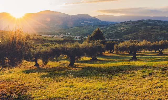 Con il PNRR arrivano anche 6,6 milioni di nuove piante