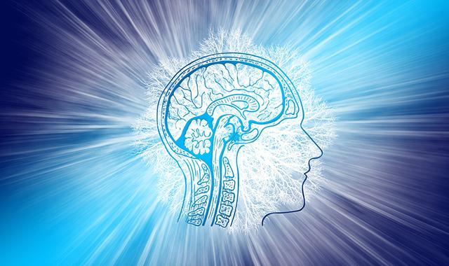 Trovati nuovi meccanismi di sviluppo del cervello umano