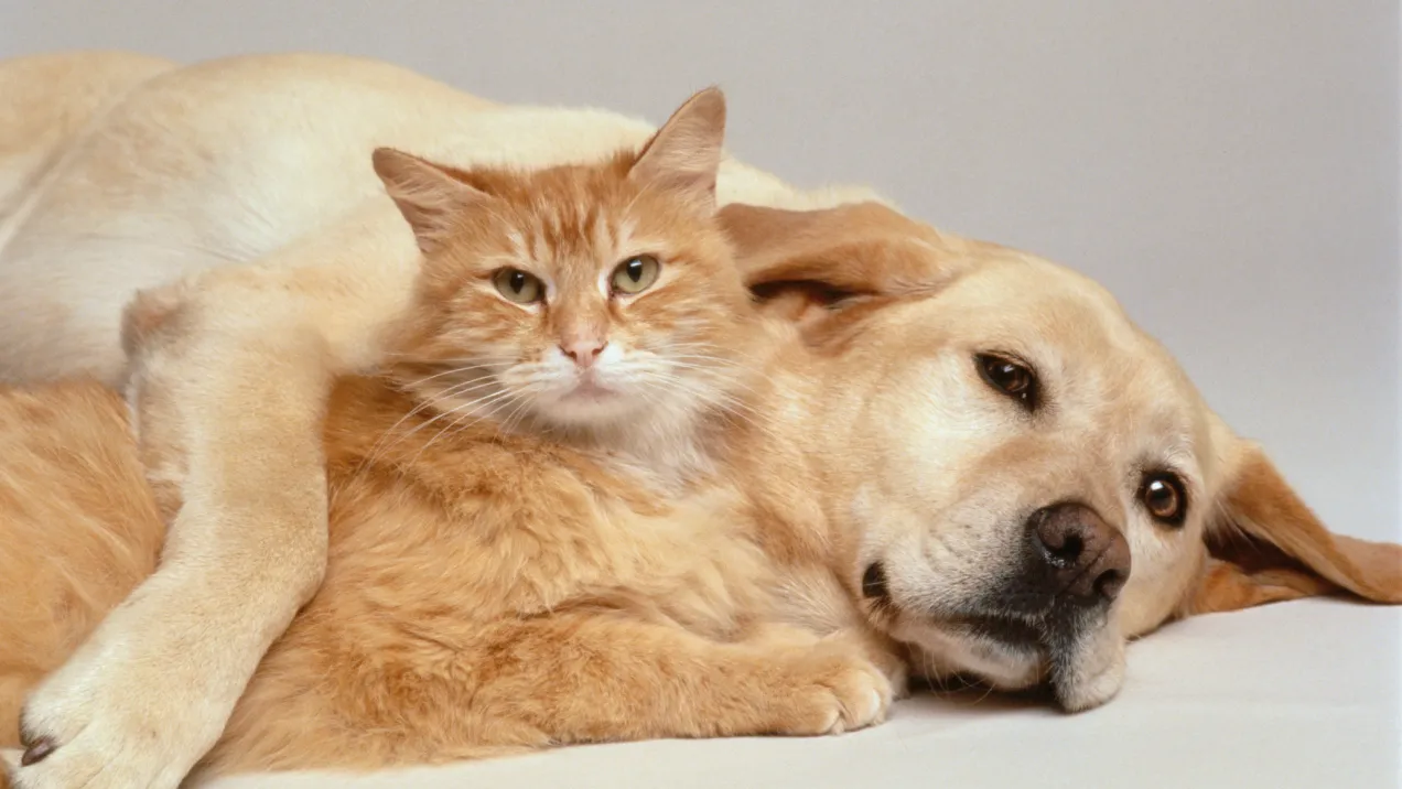 Animali domestici