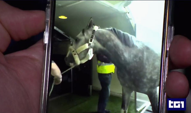 Il viaggio del TG1 a bordo di un aereo di Poste Air Cargo tra pacchi e-commerce e cavalli da corsa