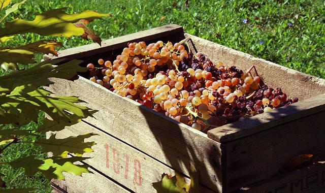 Vendemmia 2022: lieve calo di raccolta ma la qualità sarà alta