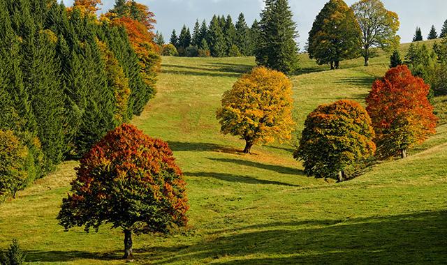 Laboratorio nel bosco